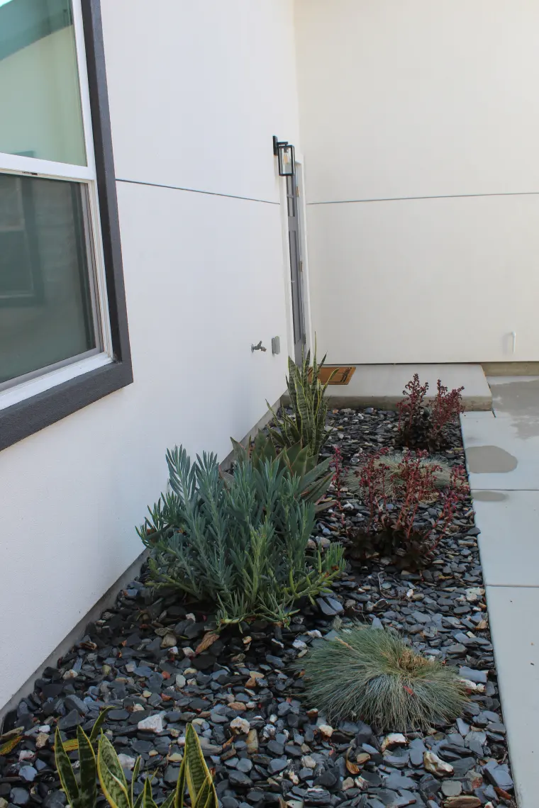 Side yard planting strip with succulents and grasses in dark rock mulch along the ADU's white stucco wall
