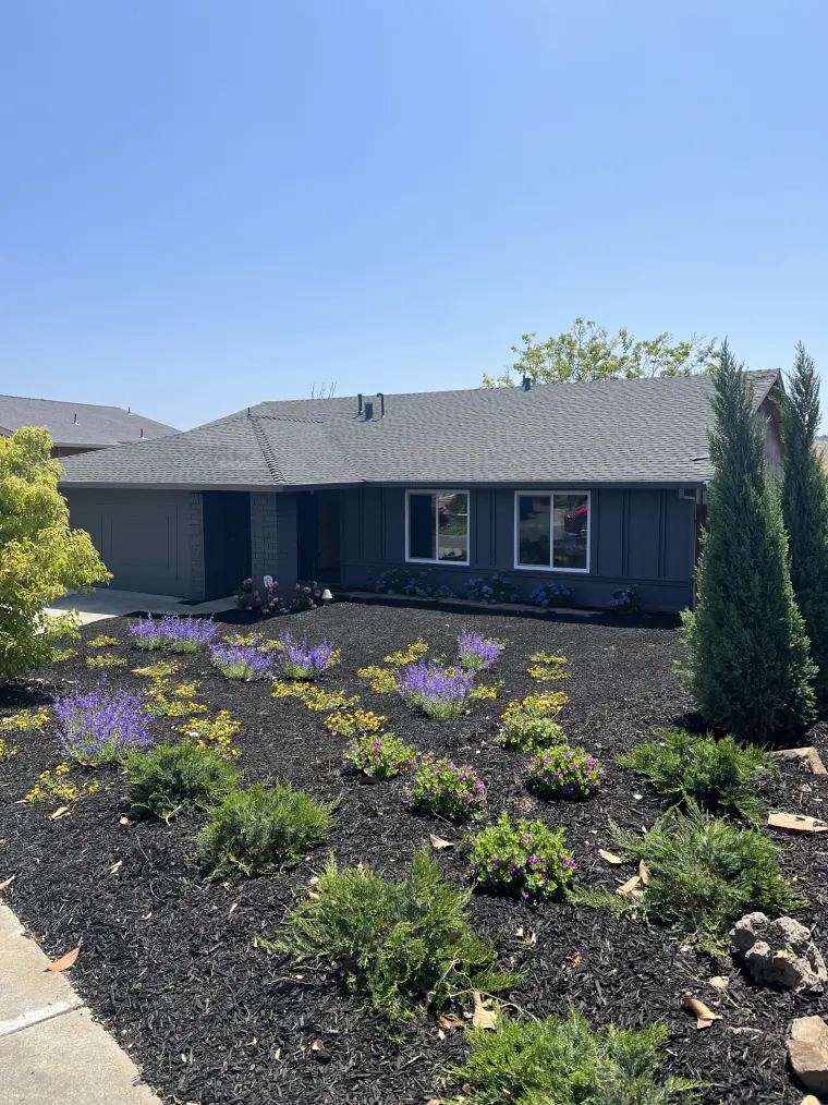 Single-story dark gray house with board-and-batten siding and a newly planted front yard with lavender and shrubs in black mulch